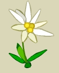 Edelweiss