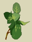 Feuille de Menthe Sauvage
