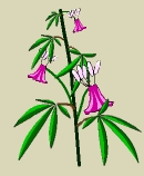 Fleur de Chanvre
