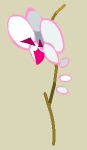 Orchidée Freyesque