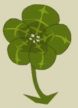 Trèfle à cinq feuilles
